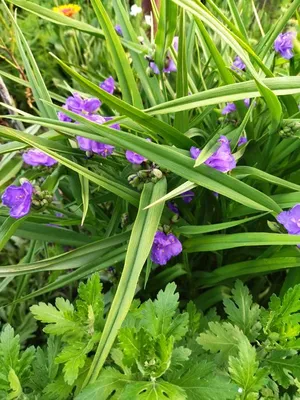 Традесканция (Tradescantia)