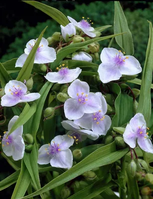 Коллекции растений ЦСБС СО РАН - Tradescantia virginiana L. – Традесканция  виргинская