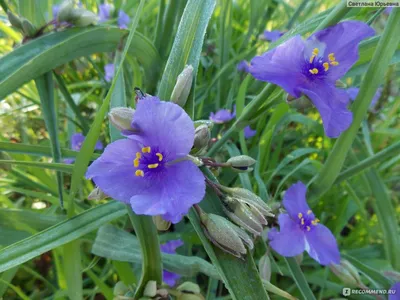 Tradescantia virginiana L., Традесканция виргинская (World flora) -  Pl@ntNet identify