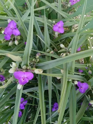 Традесканция Андерсона (Tradescantia x andersoniana) - «Посадите  традесканцию в саду» | отзывы