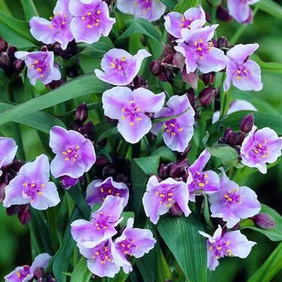 Tradescantia virginiana - Изображение особи - Плантариум