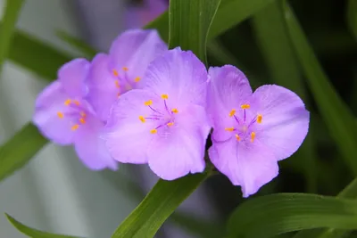 Традесканция 'Innocence' (Tradescantia 'Innocence')