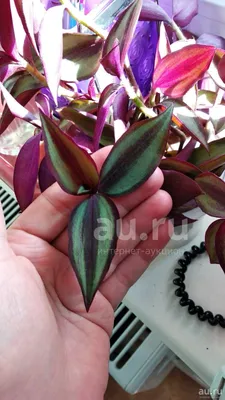 Купить оптом Традесканция Зебрина ( Tradescantia Zebrina ) W 12 см H см