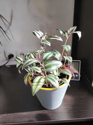 Традесканция зебрина, Tradescantia zebrin (ID#1473963952), цена: 68 ₴,  купить на Prom.ua