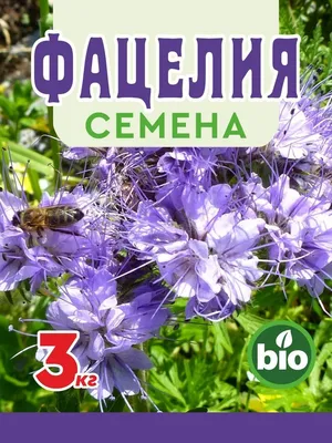 ФАЦЕЛИЯ: зачем нужна, когда и как сеять? Растение-сидерат для обогащения и  лечения земли и не только!