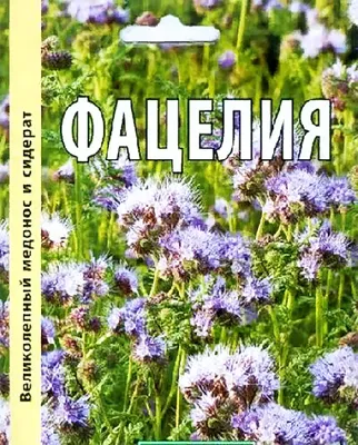 Фацелия семена 1 кг сидерат Пчеломаркет 70551236 купить за 294 ₽ в  интернет-магазине Wildberries