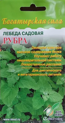 Щи из крапивы, салат из кислицы и квас из сныти: что приготовить из  весенних трав - Газета.Ru