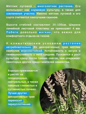Различные травы, Многолетние декоративные травы Гагарин Агро Газон 100 % Мятлик  луговой Балин - купить по выгодным ценам в интернет-магазине OZON  (937979066)