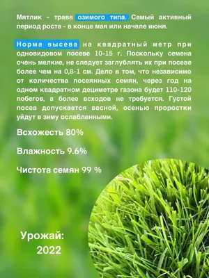 Газонные травы Агрофирма Аэлита Газон Мир семян - купить по выгодным ценам  в интернет-магазине OZON (917254012)
