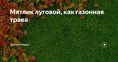 Газонная трава Мятлик луговой (Германия) семена мешок 5 кг, цена в  Екатеринбурге от компании Магеррамов Г.Д.
