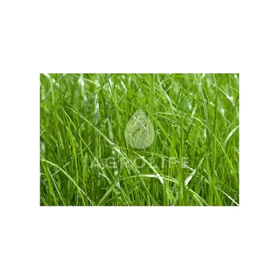Газонная трава Тачдаун (Touchdown) Pickseed мятлик луговой 100% купить в  Украине | Веснодар