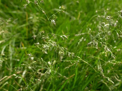 Семена газонной травы Тонконог (мятлик) луговой 5 кг купить в Украине с  доставкой | Цена в Svitroslyn.ua