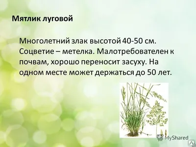 Газонная травосмесь МЯТЛИК ЛУГОВОЙ, DLF Trifolium купить в Украине - цена,  фото, отзывы | Agrolife