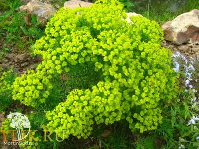 Молочай болотный (Euphorbia palustris)