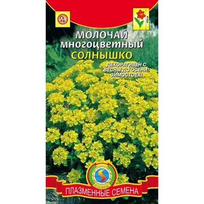 Молочай многоцветковый \"Euphorbia\" купить по цене 550 рублей от питомника  саженцев и растений Центросад | Фото и консультация по уходу