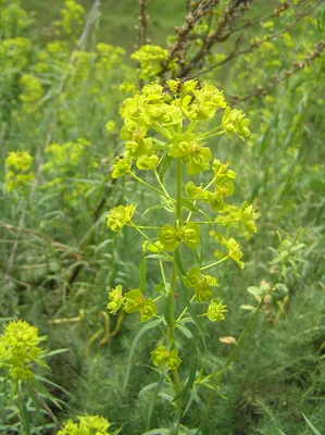 Молочай узковеточный (Euphorbia stenoclada) - PictureThis