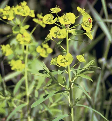 Молочай болотный (Euphorbia palustris)