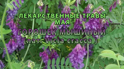 Чернокорень лекарственный - трава от мышей, крыс, кротов и насекомых. | В  лесах и на лугах... | Дзен