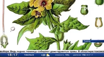 Грибная трава - приправа со вкусом и ароматом грибов - Good Harvest |  Семена | Удобрения | Средства защиты растений