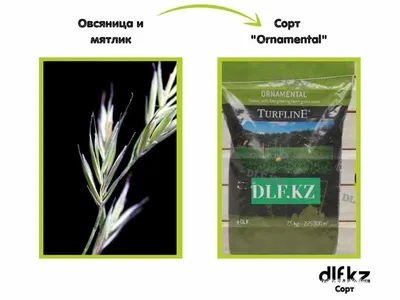 Семена Трава Овсяница Луговая, 1 кг (ID#681448419), цена: 160 ₴, купить на  Prom.ua