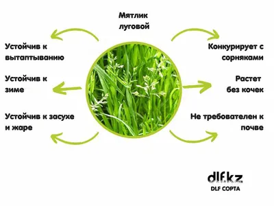 Посадите 2 вида травы, и забудьте о вымерзании газона навсегда | Блог79 |  Дзен