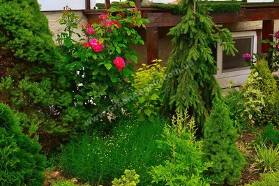 Травянистые многолетники — Каталог — Страница 3 — Питомник растений Ирины  Савченко