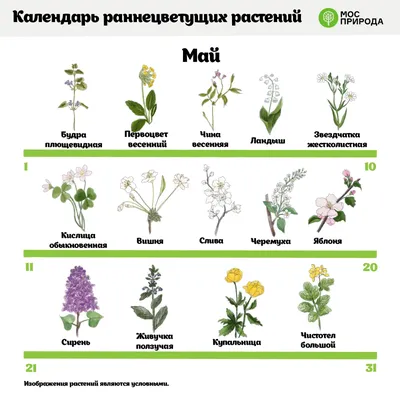 Москвичам рассказали, какие растения первыми зацветут в городе | 22.03.2023  | Москва - БезФормата