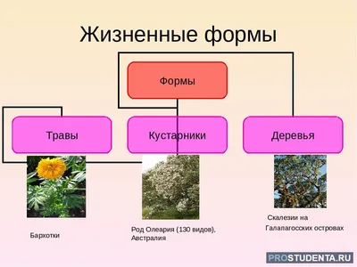 Травянистые растения (окружающий мир, 1 класс): виды, основные признаки и  особенности трав