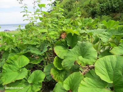 Растения-чужаки. 5 видов, которые угрожают Украине - BBC News Україна