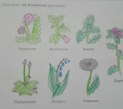 Травянистые растения широколиственного леса - 68 фото