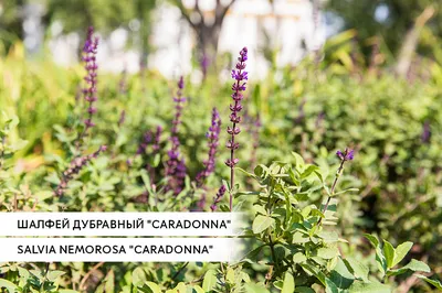 Мир растений. Растения Ульяновской области