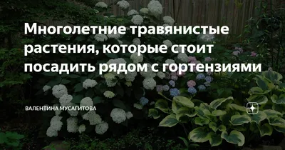 Гигантские растения Сахалина: почему учёные не могут объяснить этот феномен  | Кириллица | Дзен