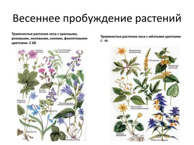 Травянистые растения леса - Презентации по окружающему миру