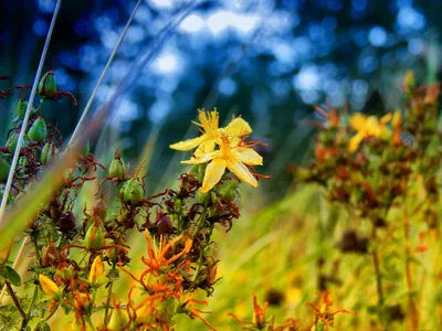 Некоторые полезные цветы на краю леса Стоковое Изображение - изображение  насчитывающей травы, полезно: 163350303