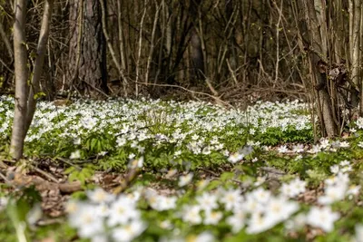 Растения Ленинградской области (Много фото!) - treepics.ru