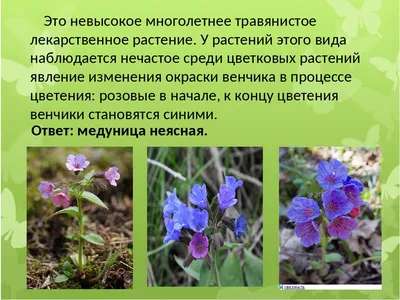 Скачать обои лес, трава, цветы, природа, поляна, растения, весна, россия,  раздел природа в разрешении 1280x1024