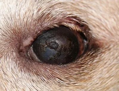 Экстренные состояния в ветеринарной офтальмологии - Когда не стоит медлить