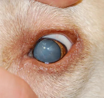 Многие формы сухого глаза у собак »вики полезно Блог о непрерывном  ветеринарном обучении VETgirl