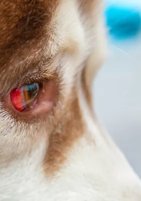 Травма глаза кошачьим когтем - ветеринарная офтальмология Реком