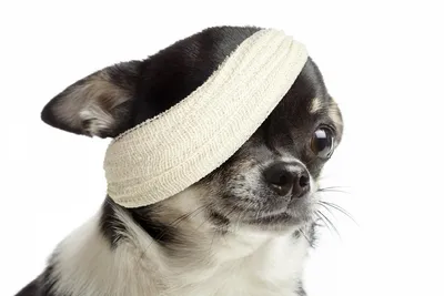 Что делать, если у собаки слезятся глаза | Royal Canin