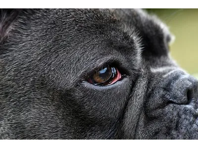 Синдром сухого глаза у собак | Причины и лечение