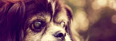 У собаки травма глаза - 10 июня 2017 - Форум Зоовет