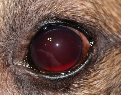 Травма глаза кошачьим когтем - ветеринарная офтальмология Реком