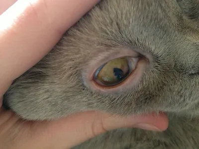 Виды глазных заболеваний у кошек ▻ Фото ▻Травмы и повреждения глаза ▻  Конъюнктивиты, кератиты ▻ Заворот и выворот век ▻ Синдром плачущих глаз ✓  Диагностика ✓ Терапия ✓ Микрохирургия ✓ Стационар ✓