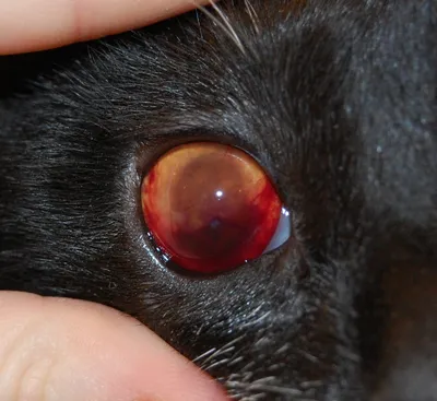 Травма глаза у кошек | Офтальмологическое отделение ветеринарной клиники