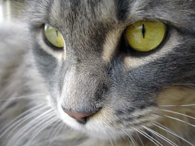 У кошки слезятся глаза – почему и что делать? - Рамблер/женский