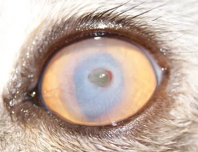 Разный Цвет Глаз у Кошек. | Жизнь Животных | Дзен