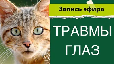 Почему у кошки слезятся глаза: причины, последствия, лечение - SUPERPET