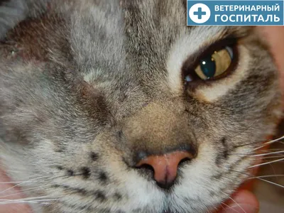 Лечение глаз у кошек недорого в Брянске, цены на услуги ветклиники |  «Ветеринар 24»