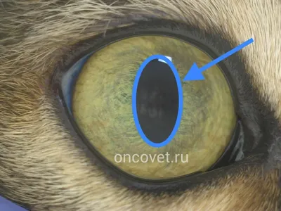 Удаление глаза у кошки - Ветеринарный госпиталь